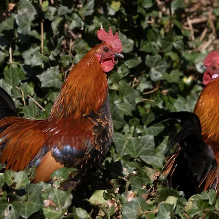 Meschermolen 3 Withuis