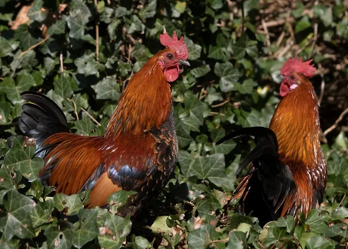 Meschermolen 3 Withuis