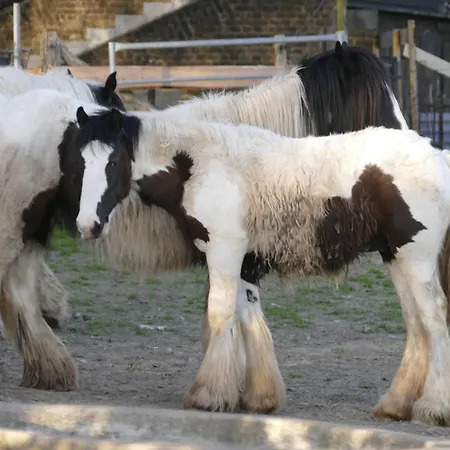 Meschermolen 3 Apartmán Withuis