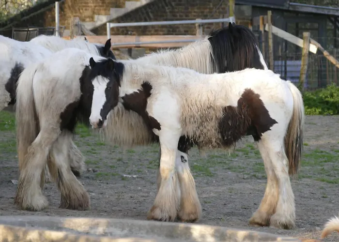 Meschermolen 3 شقة Withuis